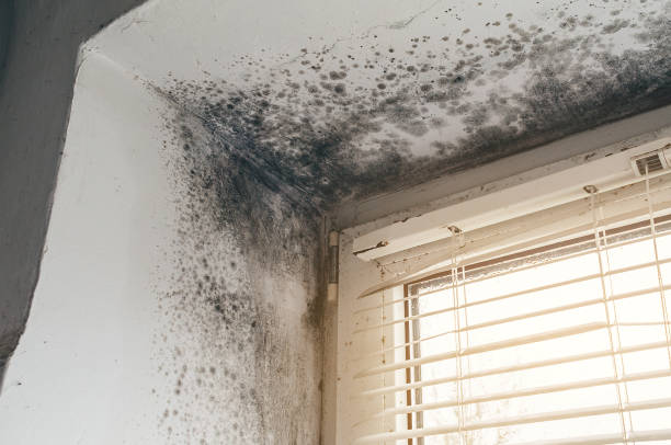 Affordable Mold Cleanup solutions in Crocheron, MD